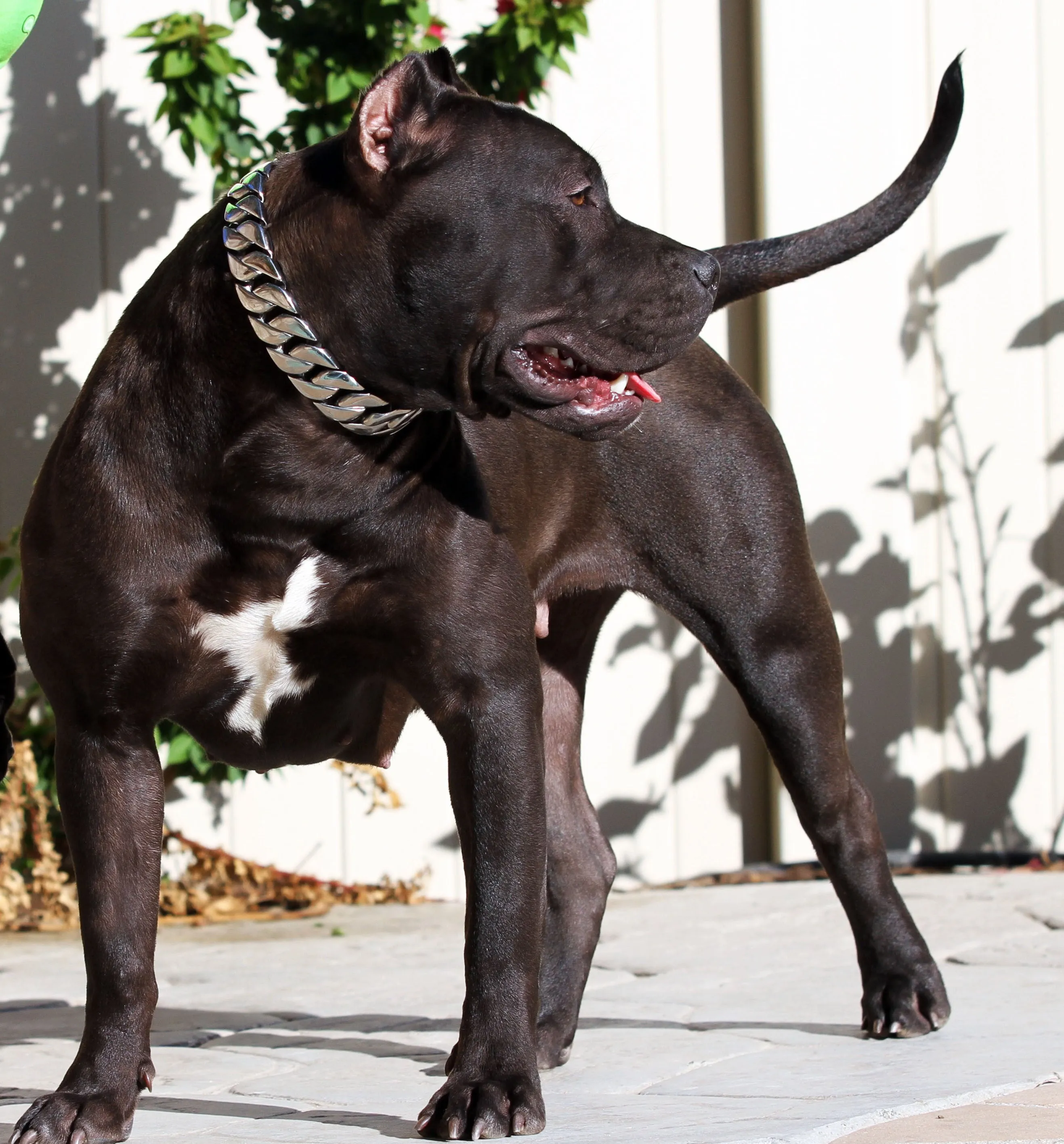 24 MM SILVER ROLLS ROYCE CUBAN DOG COLLAR