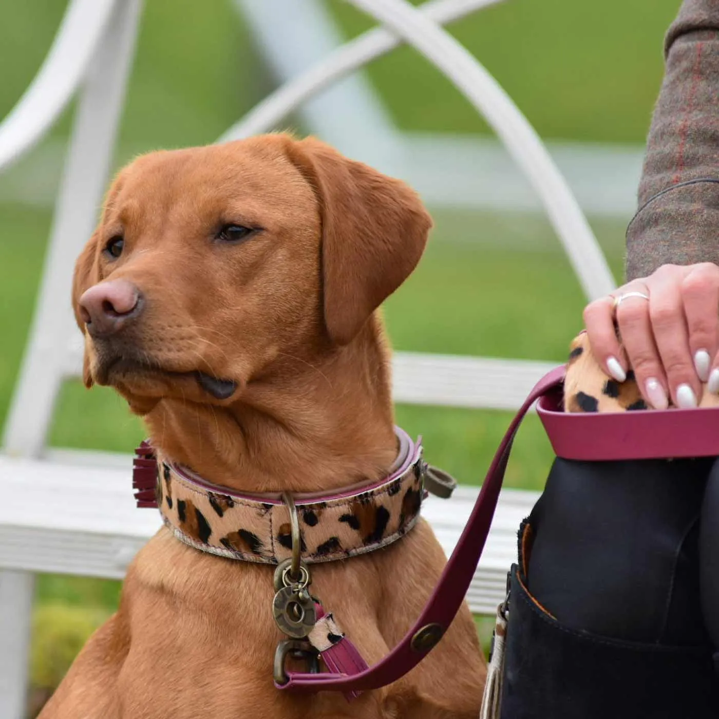 Lou Lou Dog Collar by DWAM