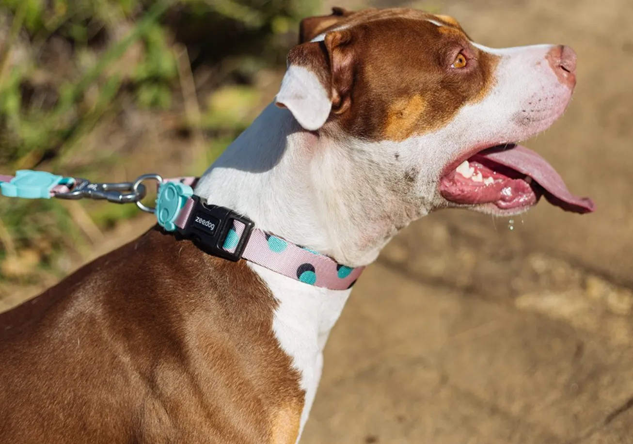 Polka Collar