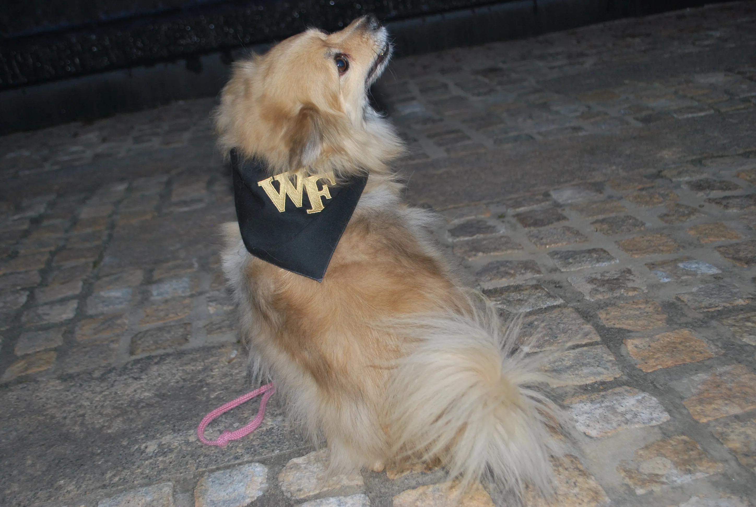 WF Black Dog Scarf